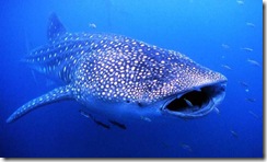 Китовая акула - это самая большая морская рыба