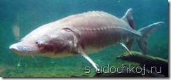 Белуга - самая большая пресноводная рыба