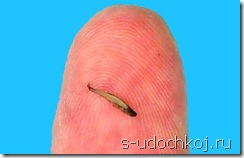 На кончике пальца самая маленькая рыба